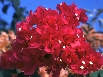 Bougainvillae (47k)